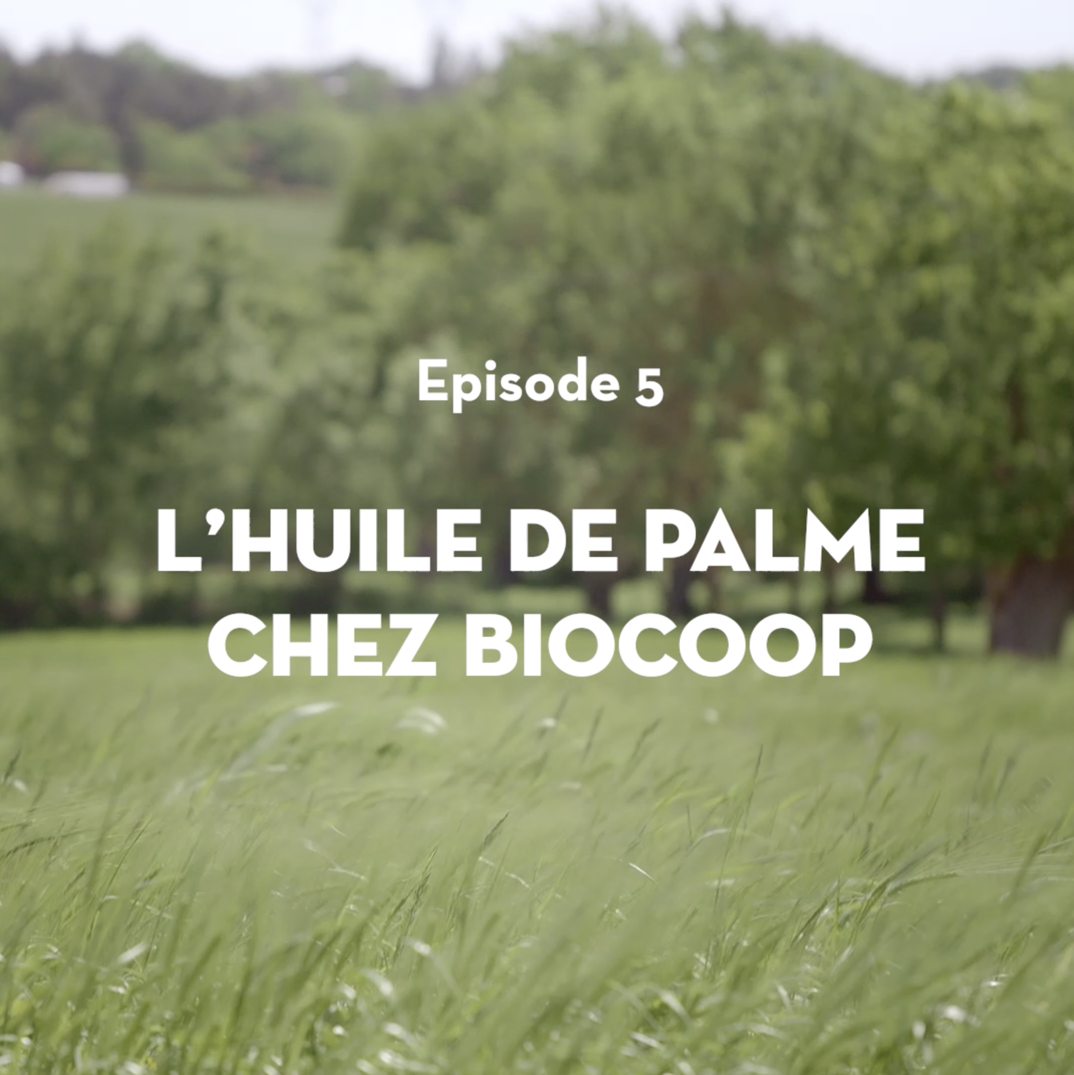 Episode 5 : Pourquoi y-a-t-il de l’huile de palme dans mes produits bio ? Episode 5 : Pourquoi y-a-t-il de l’huile de palme dans mes produits bio ?